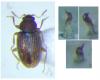 Corticarina curta